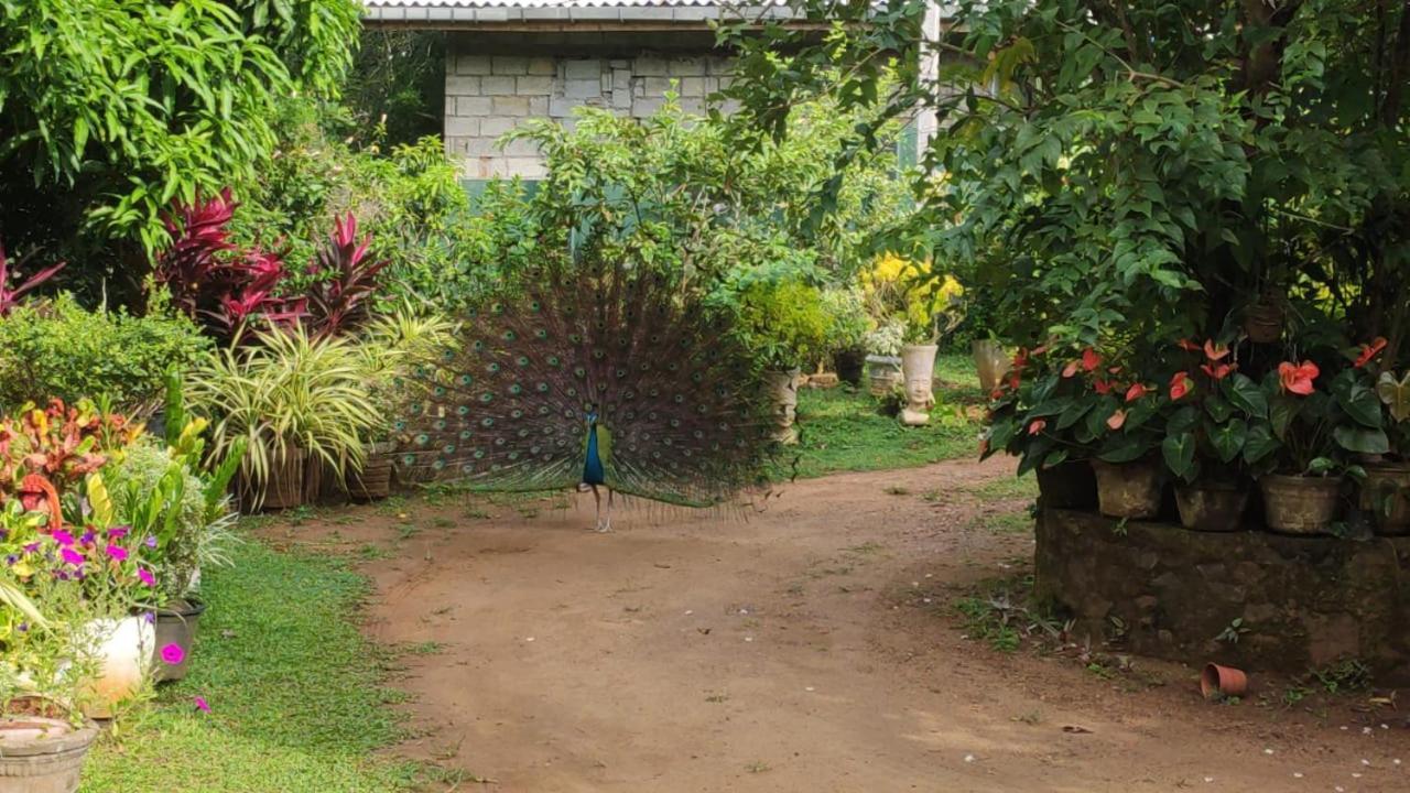 Bird House Villas Tangalle Extérieur photo