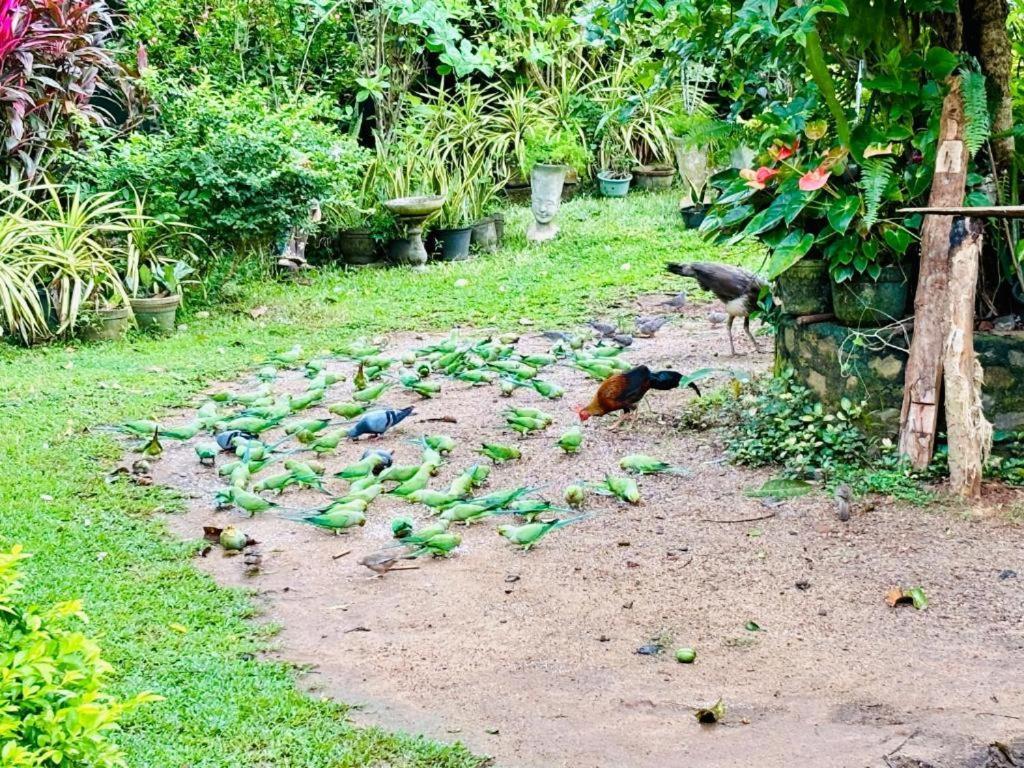 Bird House Villas Tangalle Extérieur photo